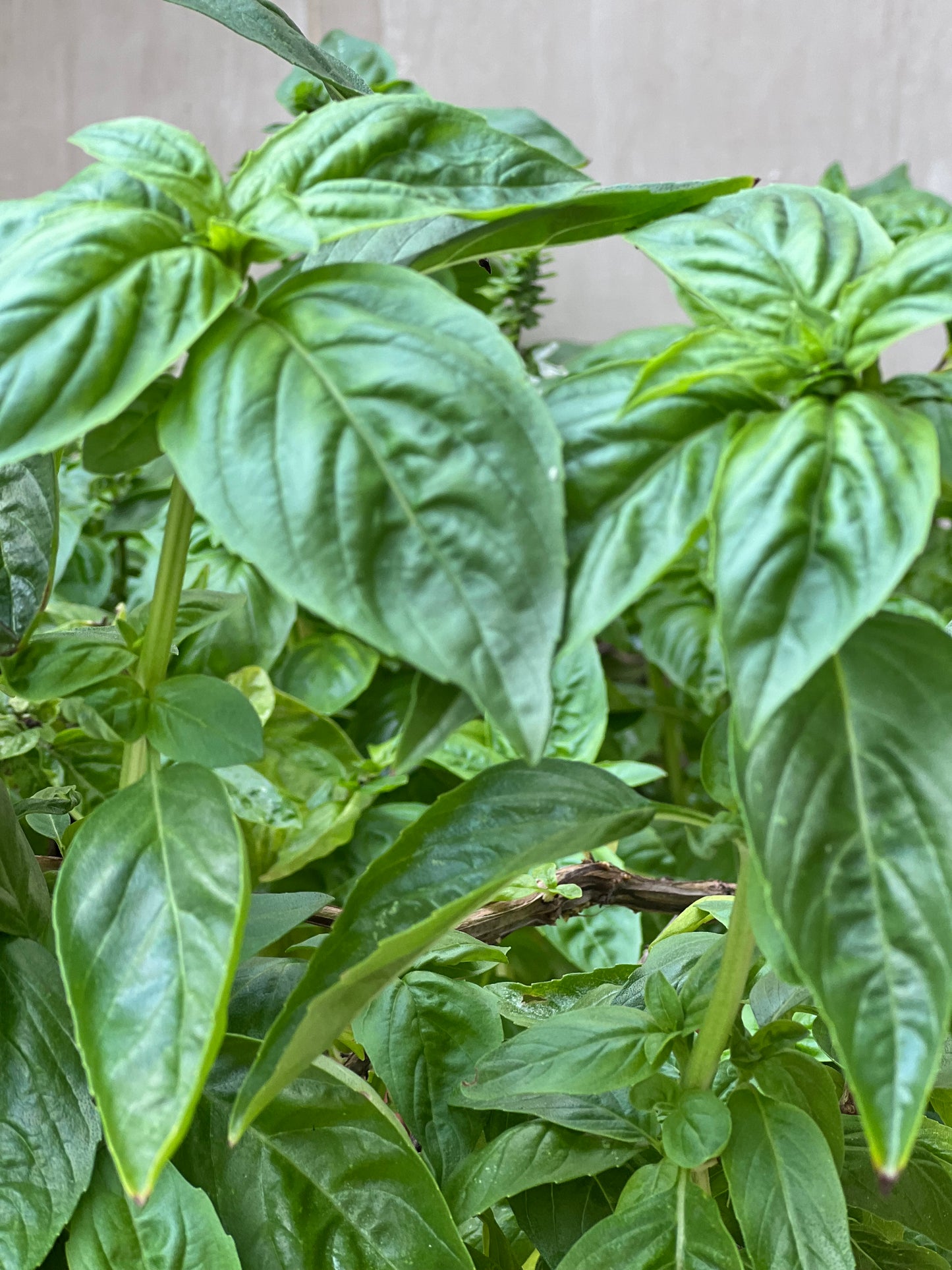 Basil Infused Massaging Alcohol