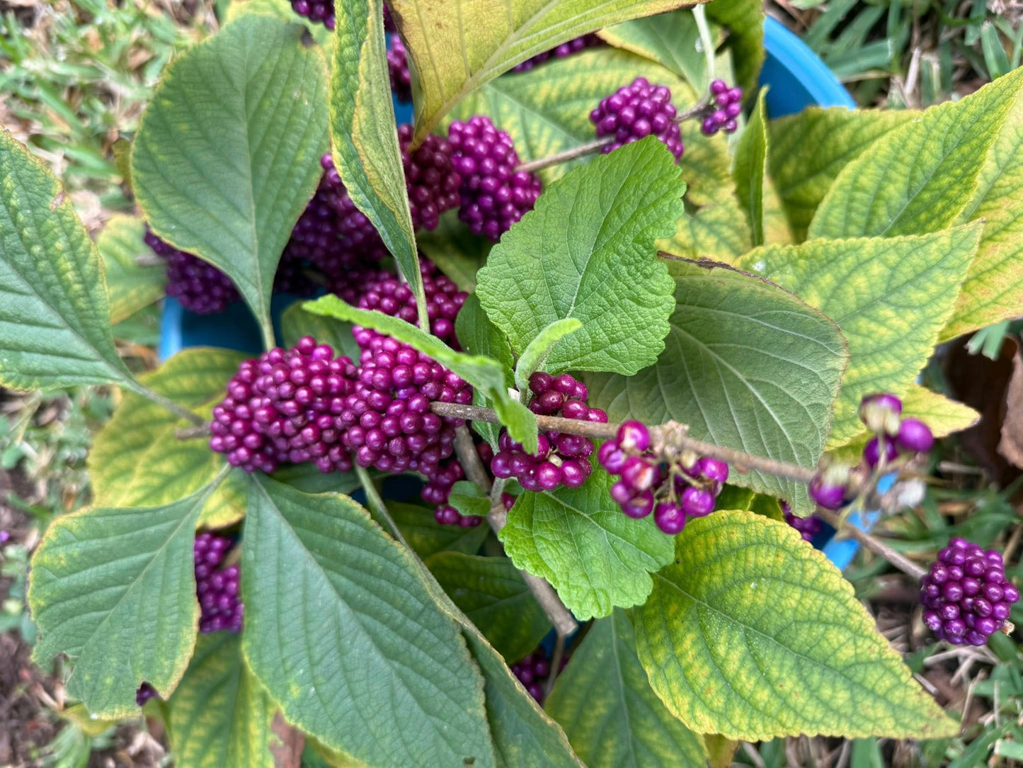 BeautyBerry Outdoor Spray