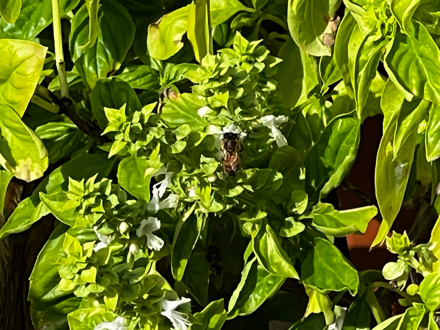 Basil Infused Massaging Alcohol