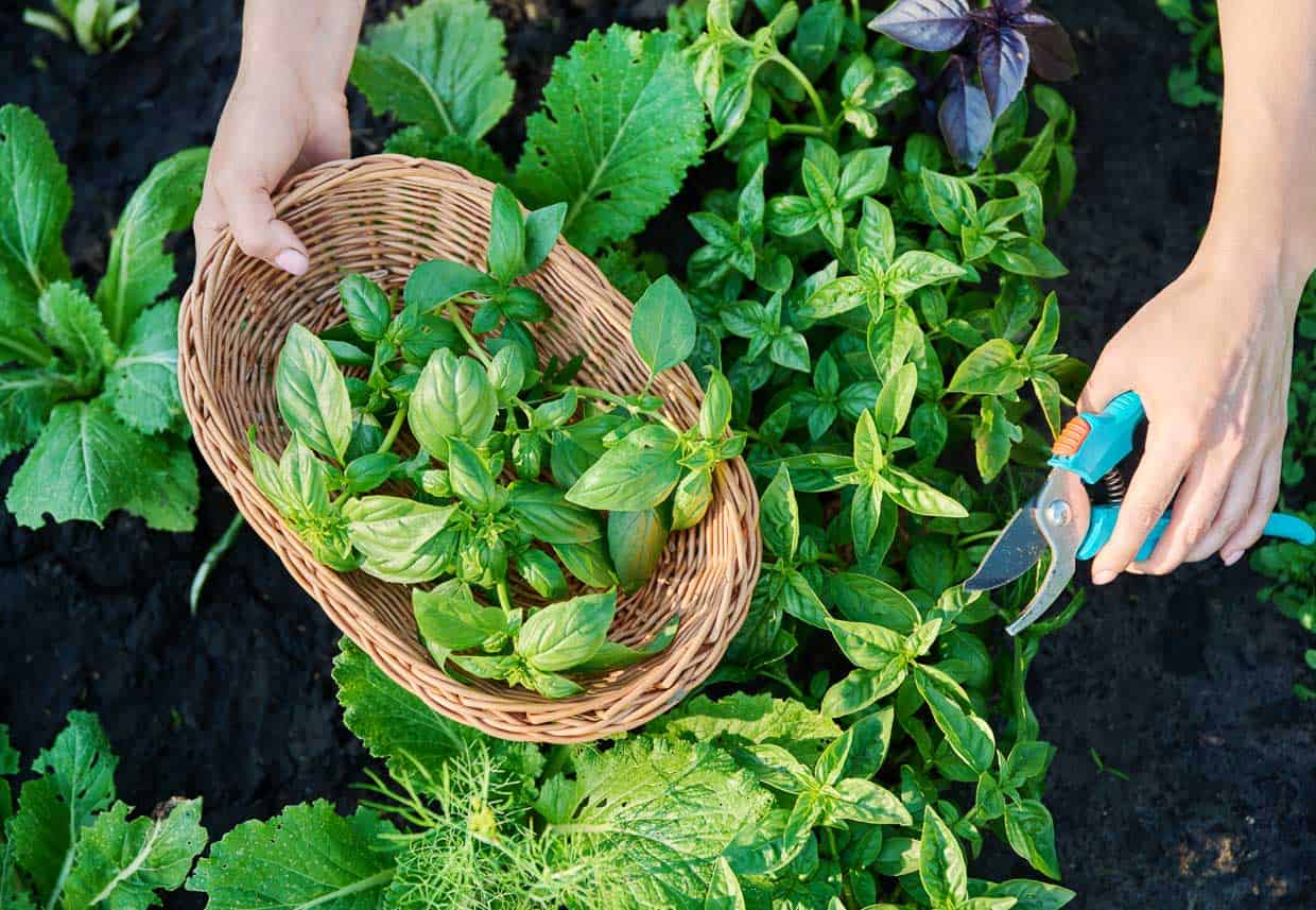 Basil Infused Massaging Alcohol
