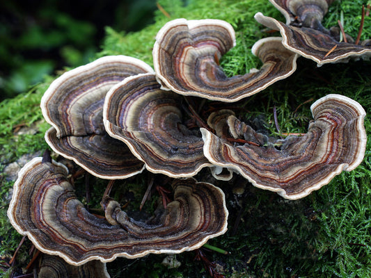 Turkeytail Wellness Tincture